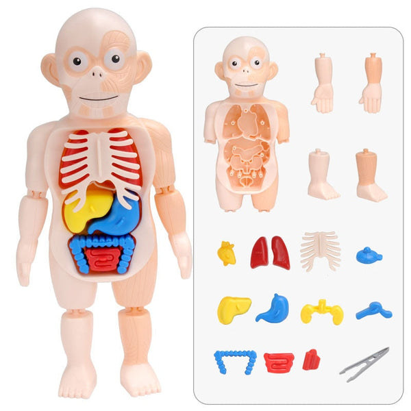 Brinquedo Educacional Corpo Humano