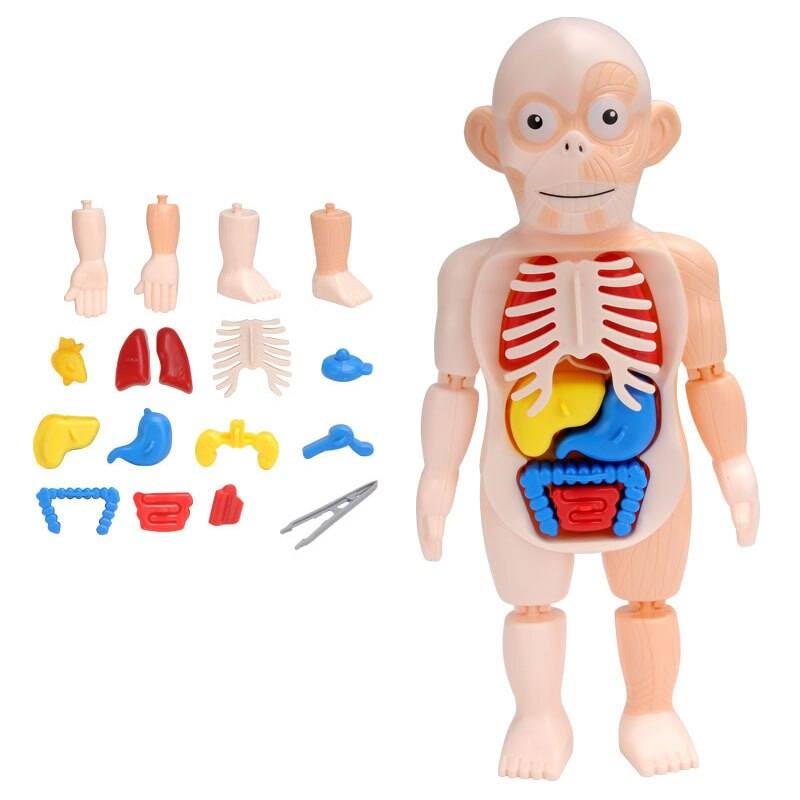Brinquedo Educacional Corpo Humano
